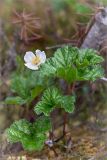 Rubus chamaemorus. Цветущее растение. Ленинградская обл., Лужский р-н, окр. дер. Сяберо, окраина болота Машутинский Мох. 07.06.2014.