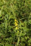 Agrimonia eupatoria. Верхушка расцветающего растения. Молдова, Оргеевский р-н, с. Ватич, окраина дубово-грабового леса. 19.06.2014.