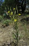 Tragopogon dasyrhynchus. Цветущее растение. Крым, окр. Феодосии, Баракольская долина, среди виноградников. 27 июня 2014 г.