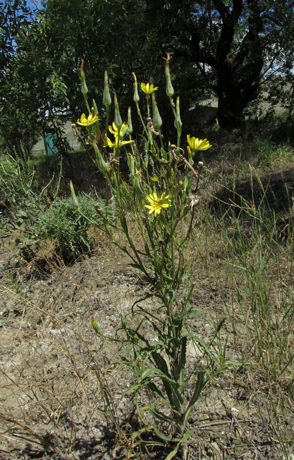 Image of Tragopogon dasyrhynchus specimen.