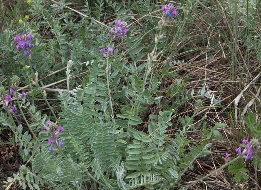 Image of Oxytropis ponomarjevii specimen.