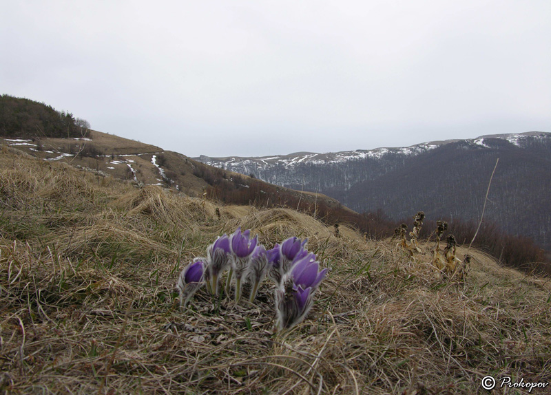 Image of Pulsatilla taurica specimen.