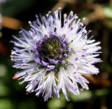 Globularia cordifolia. Соцветие. Германия, г. Дюссельдорф, Ботанический сад университета. 04.05.2014.