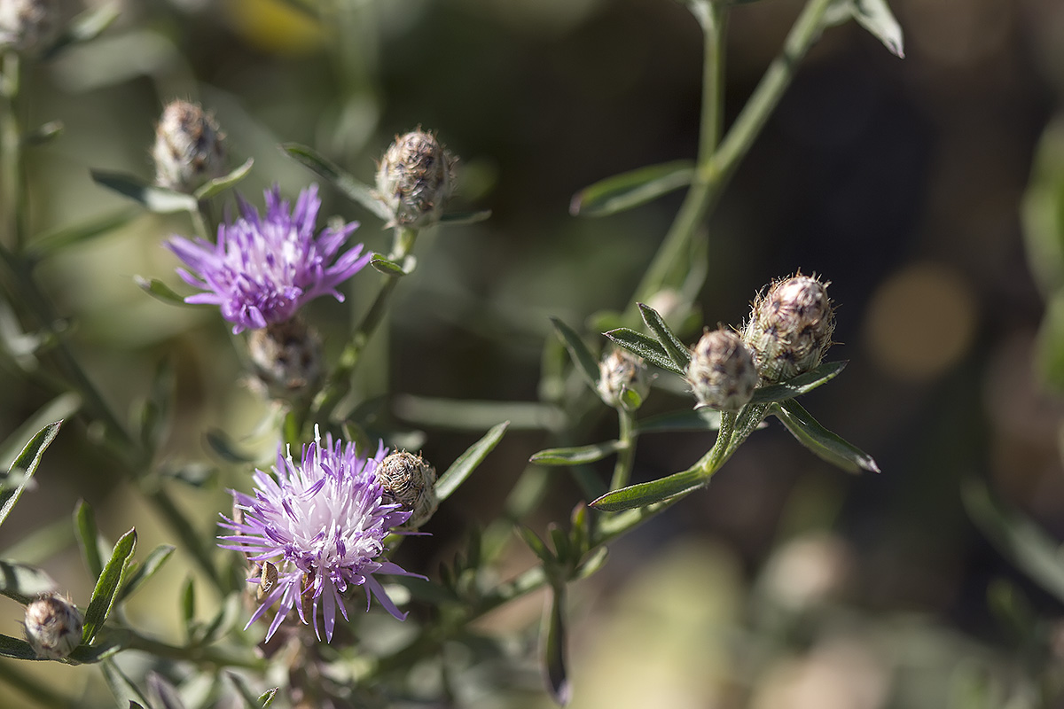 Изображение особи Centaurea biebersteinii.