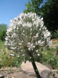 Allium filidens