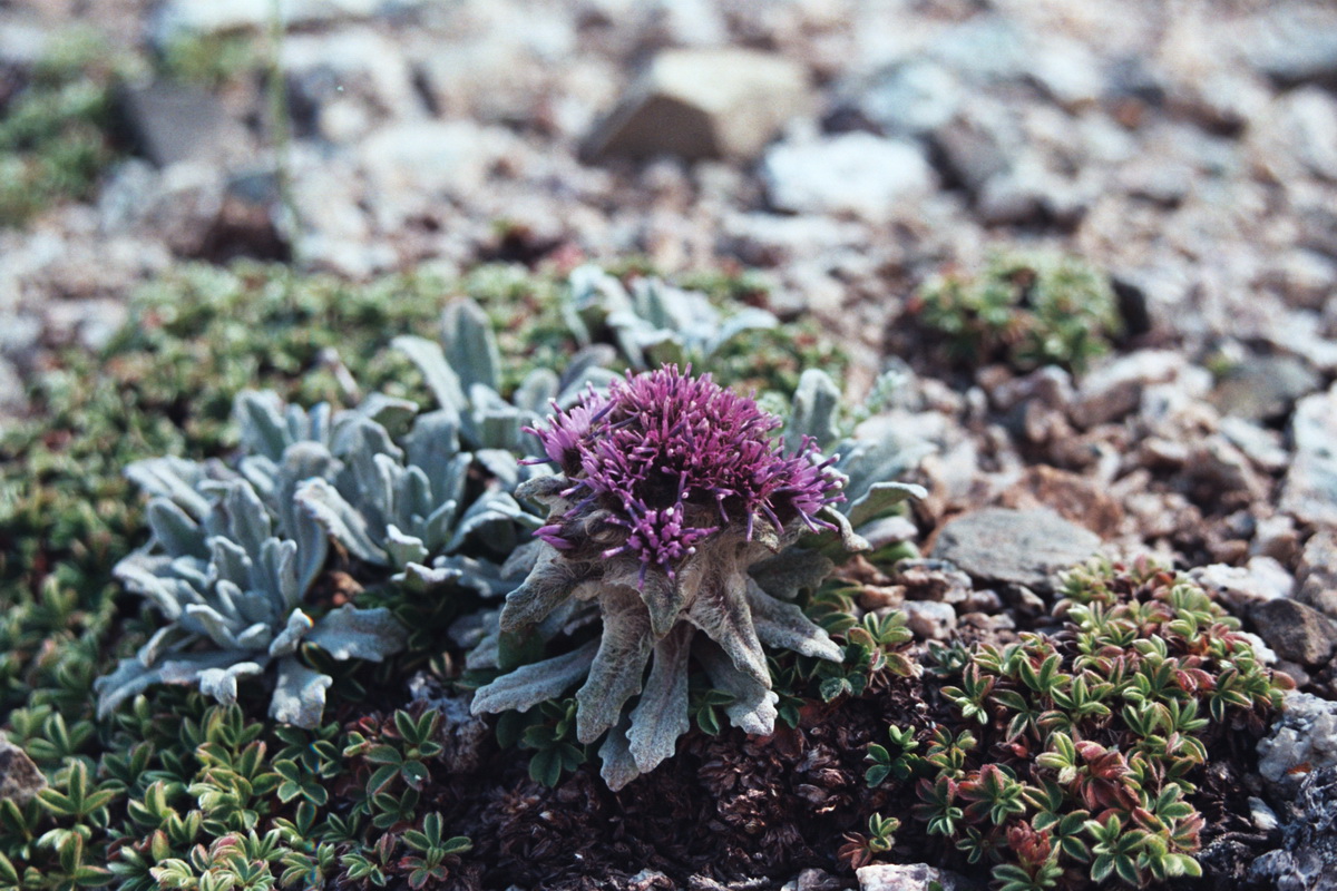 Изображение особи Saussurea gnaphalodes.