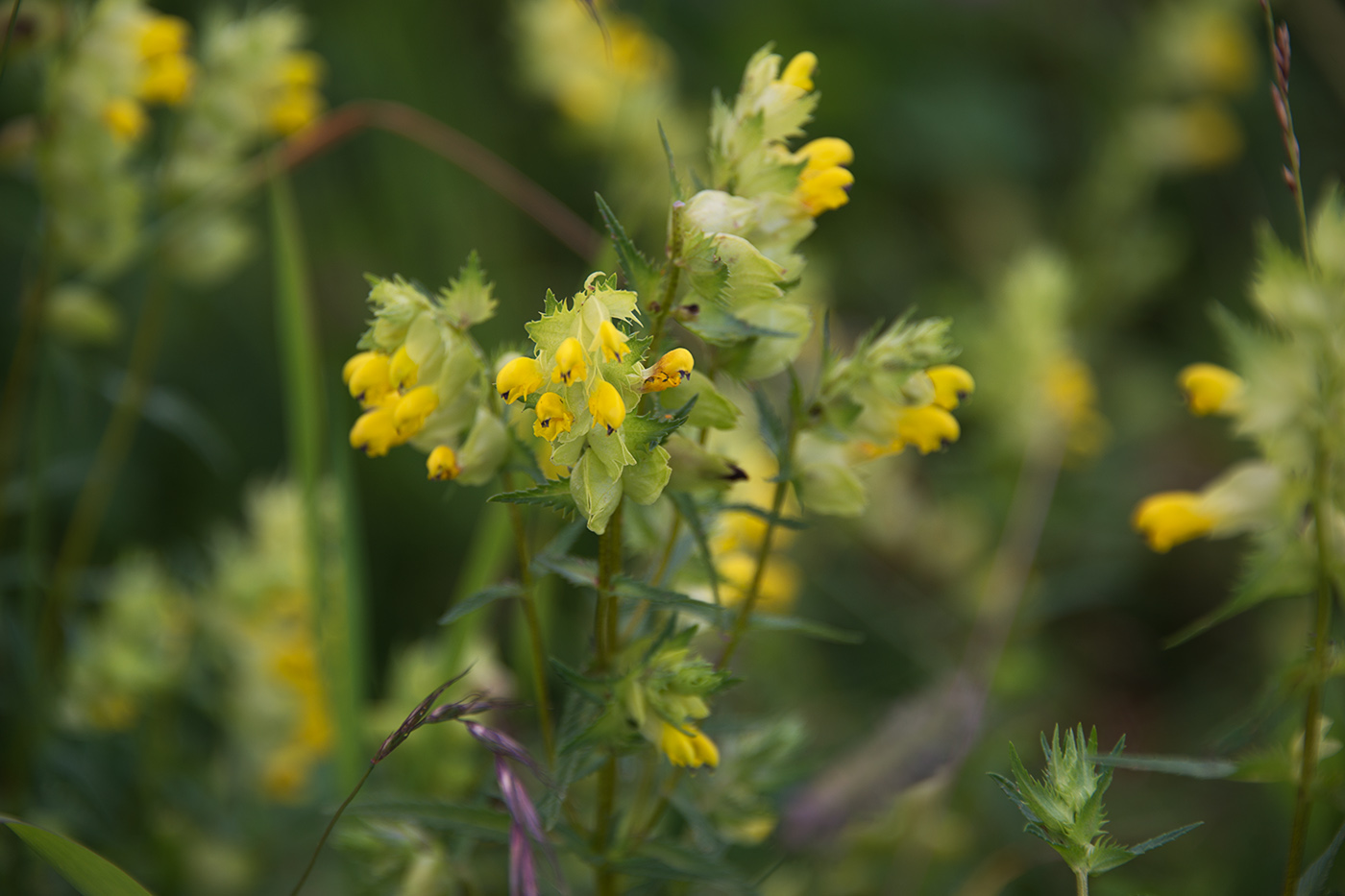 Image of genus Rhinanthus specimen.