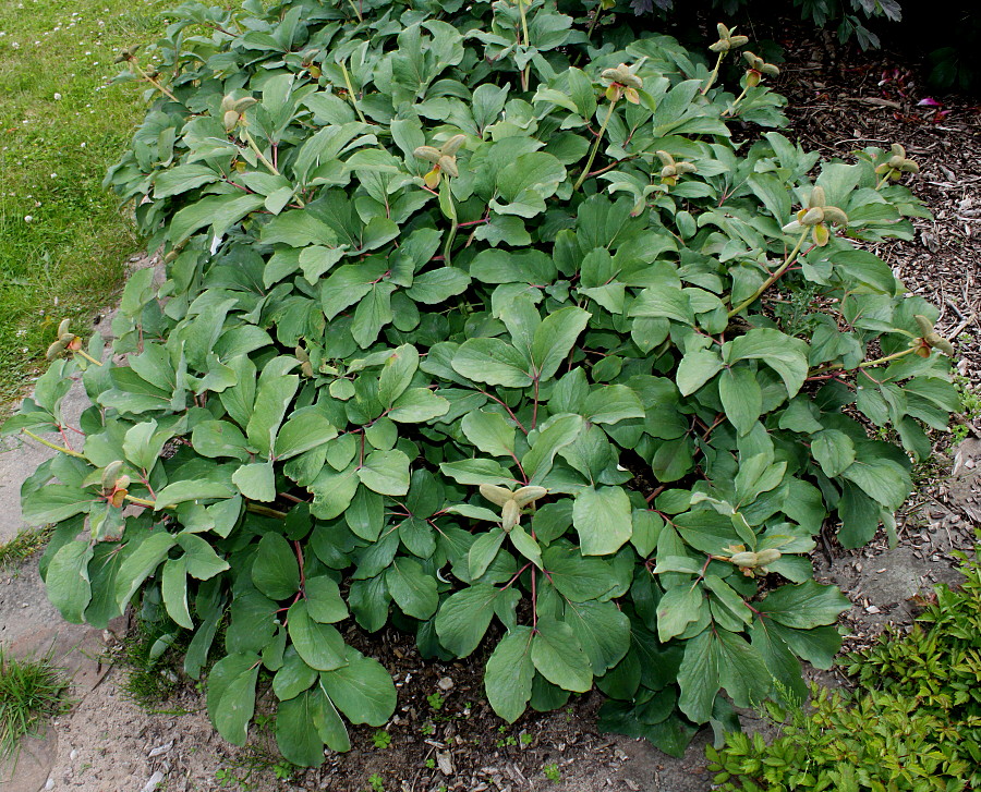 Image of Paeonia mlokosewitschii specimen.