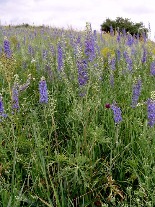 Изображение особи Delphinium schmalhausenii.