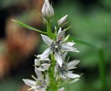 Swertia iberica