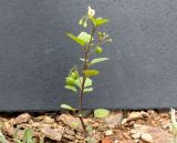 genus Solanum