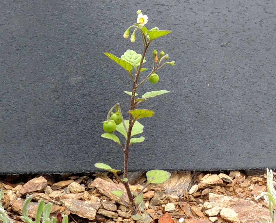 Изображение особи род Solanum.