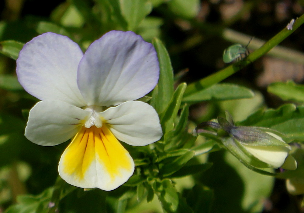 Изображение особи Viola tricolor.