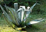 Agave americana. Вегетирующее растение. Республика Абхазия, Новый Афон, территория дачи Сталина. Август 2014 г.