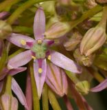 Allium schubertii