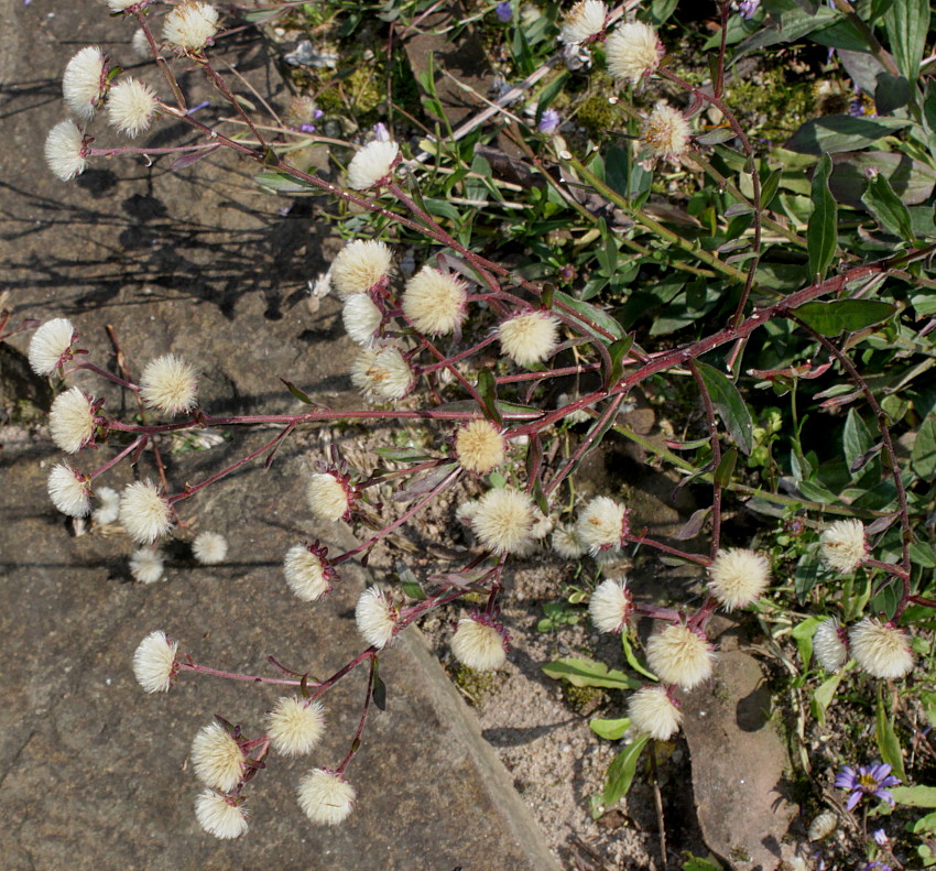 Image of Aster amellus specimen.