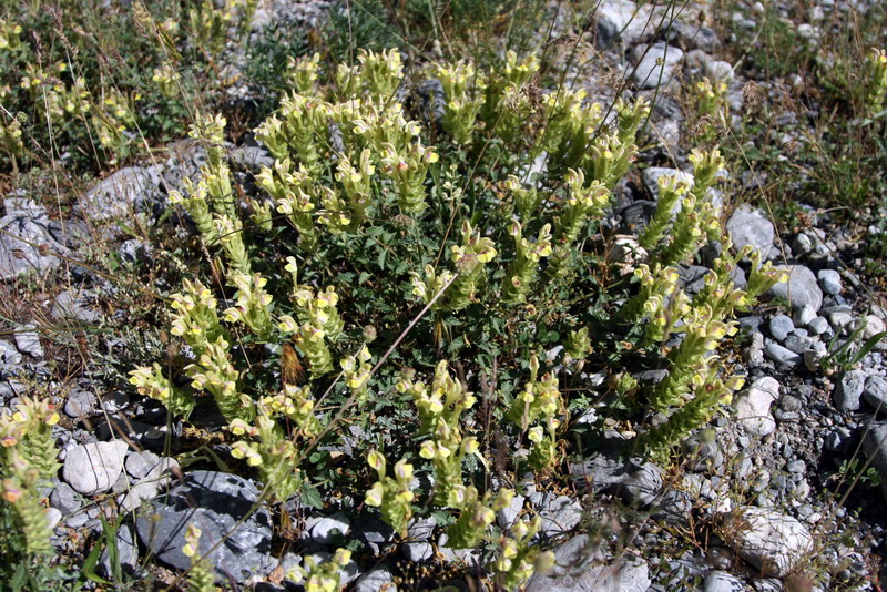 Изображение особи Scutellaria adenostegia.