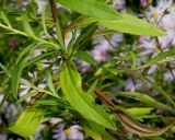 genus Symphyotrichum