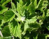 Rubus saxatilis