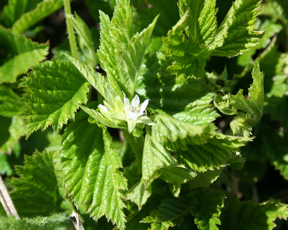 Image of Rubus saxatilis specimen.