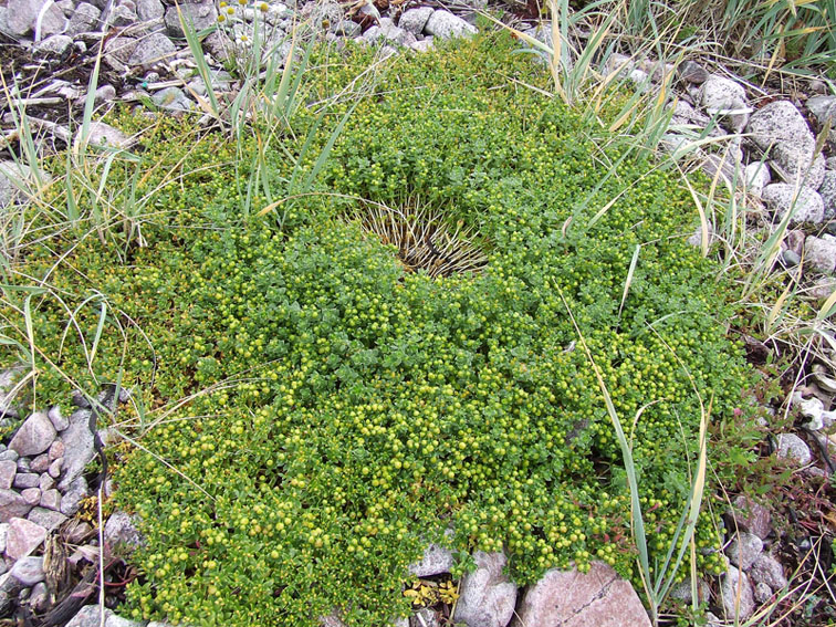 Изображение особи Honckenya peploides ssp. diffusa.