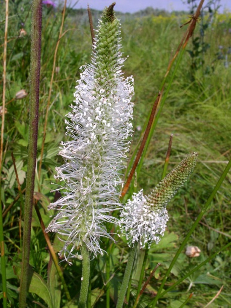 Изображение особи Plantago maxima.