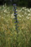 Echium vulgare. Верхушка цветущего растения. Белгородская обл., окр. пос. Борисовка, остепнённый суходольный луг. 28.06.2009.