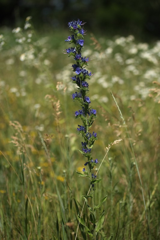 Изображение особи Echium vulgare.