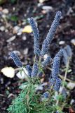 Schizonepeta multifida