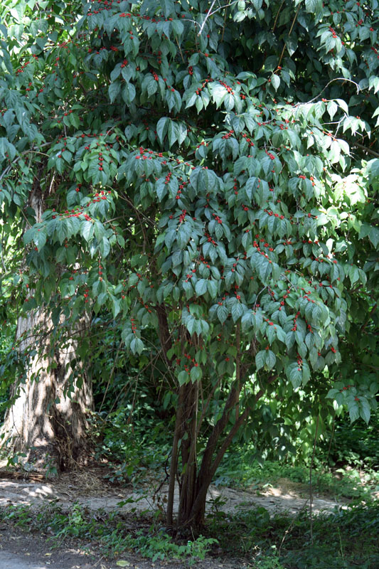 Image of Lonicera maackii specimen.