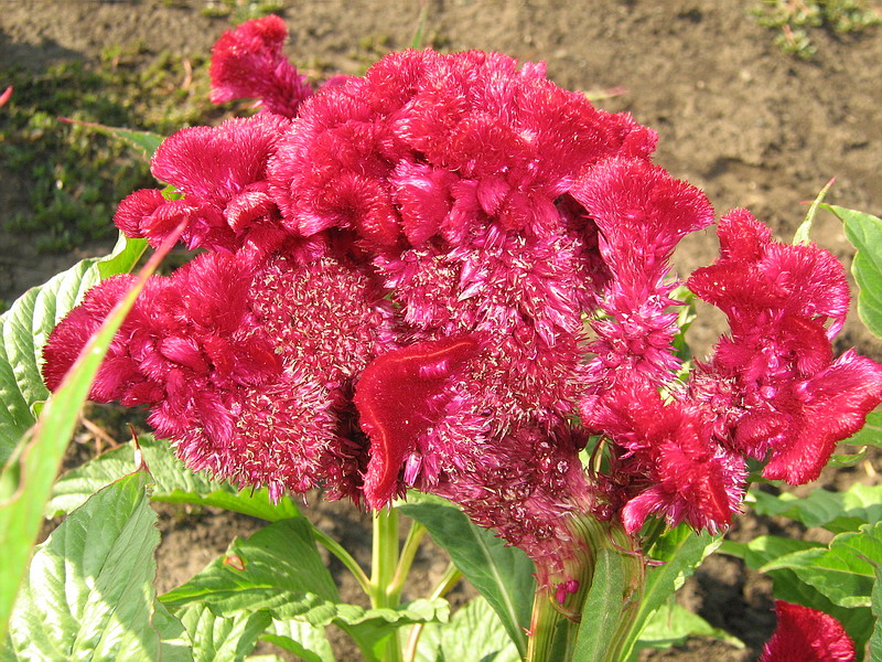 Image of Celosia cristata specimen.