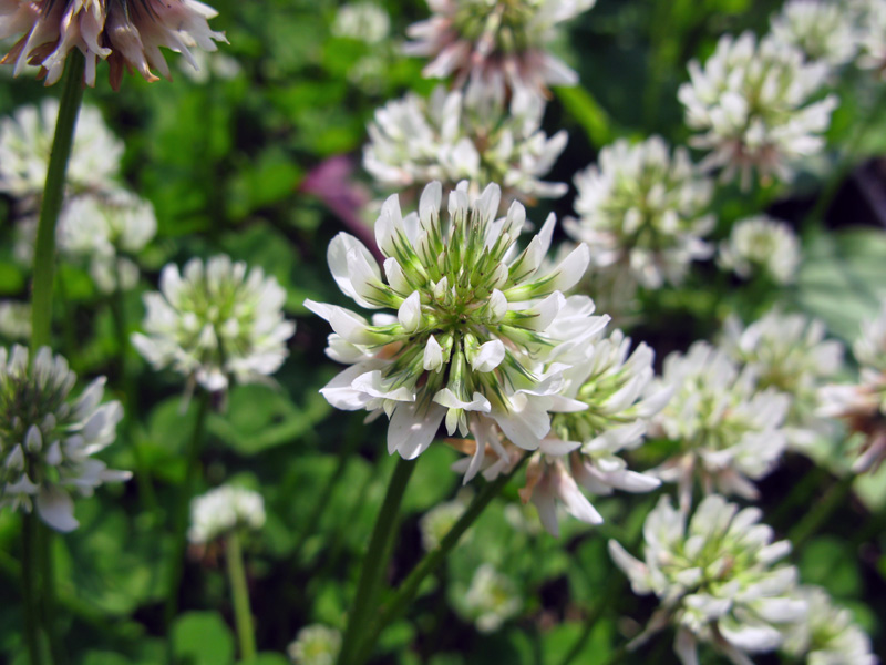 Image of Trifolium repens specimen.