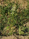 Stachys annua. Цветущее растение в заброшенном песчаном карьере. Белгородская обл., пос. Борисовка. 01.07.2009.