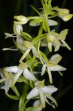 Platanthera bifolia. Соцветие. Московская обл., Раменский р-н, окрестности д. Хрипань, просека под ЛЭП. 16.06.2009.