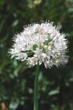 Allium nutans