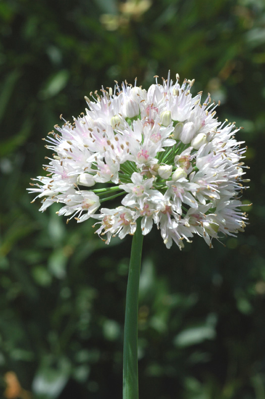 Image of Allium nutans specimen.