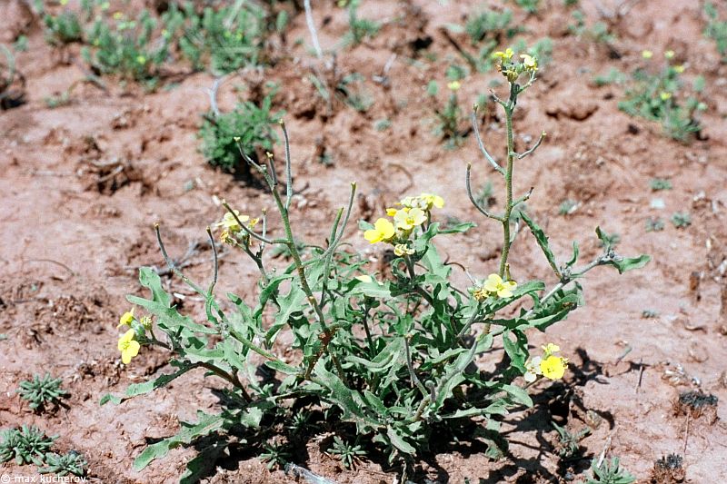 Image of Sterigmostemum caspicum specimen.