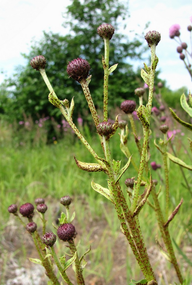 Image of Cirsium setosum specimen.