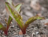 Erythronium tuolumnense