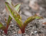 Erythronium tuolumnense. Бутонизирующее растение. Мурманск, МГГУ, в культуре. 08.05.2015.