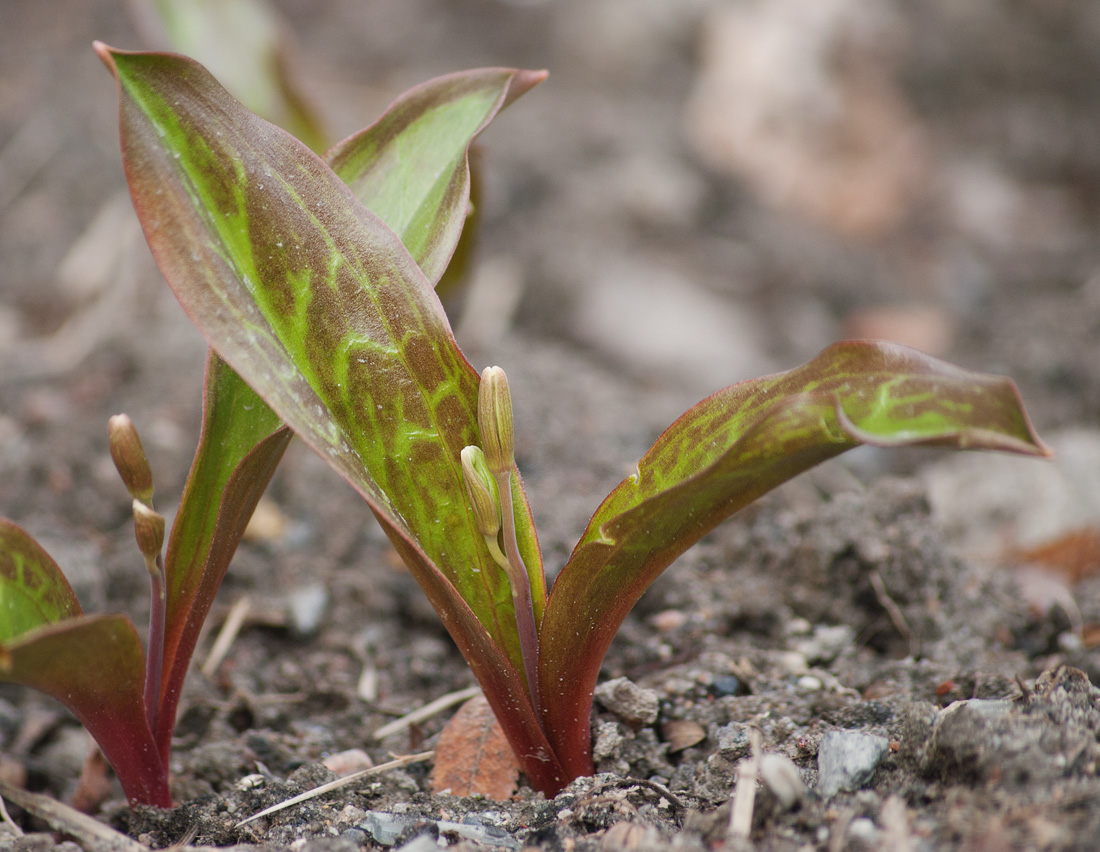 Image of Erythronium tuolumnense specimen.