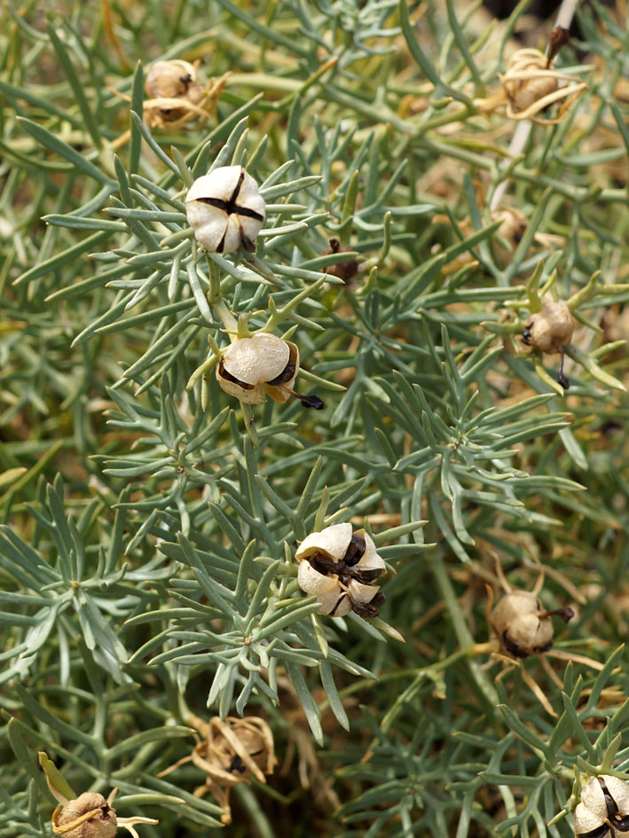 Image of Peganum harmala specimen.