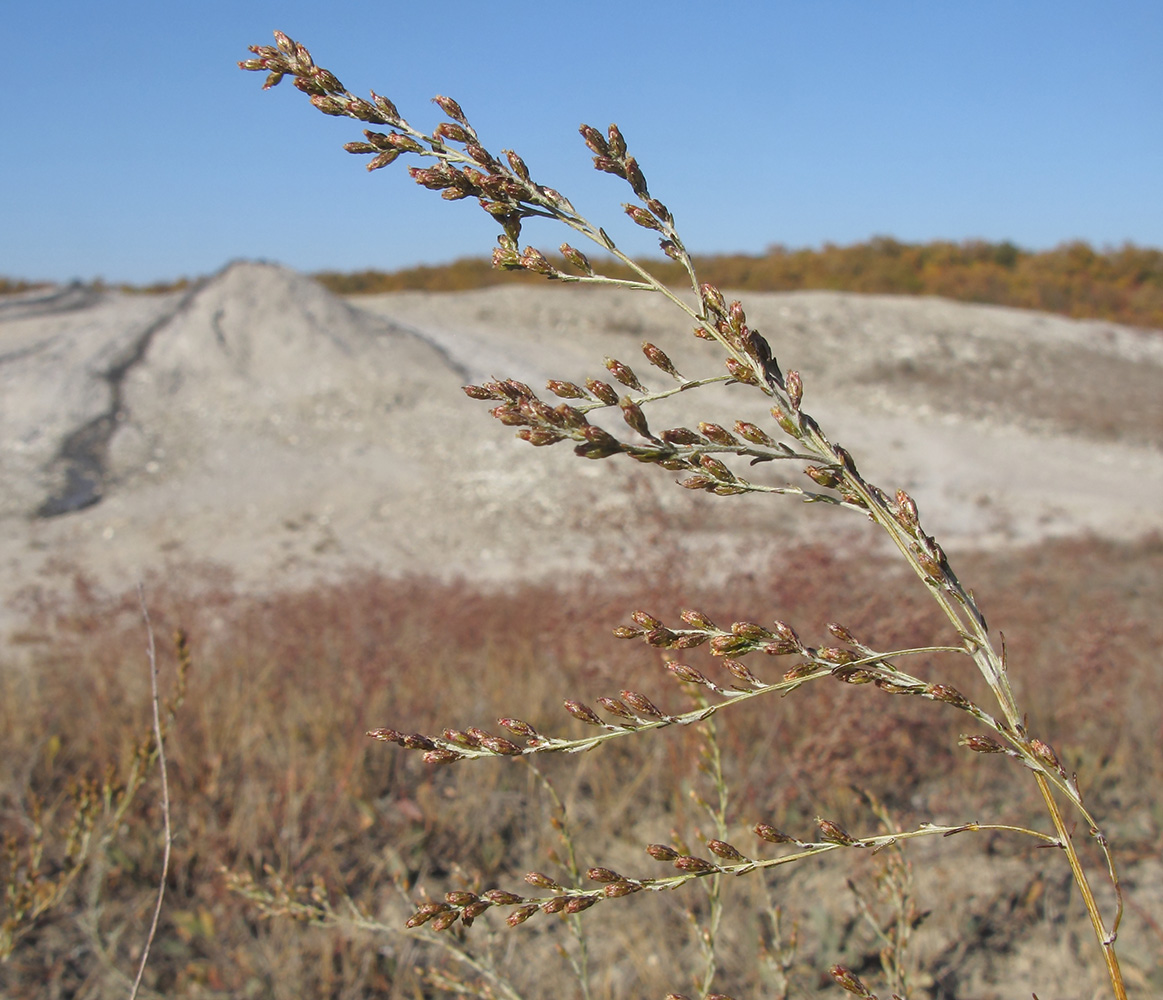 Image of genus Artemisia specimen.