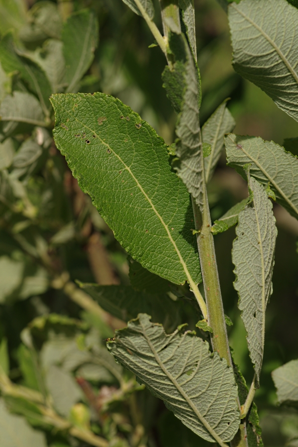 Image of Salix cinerea specimen.