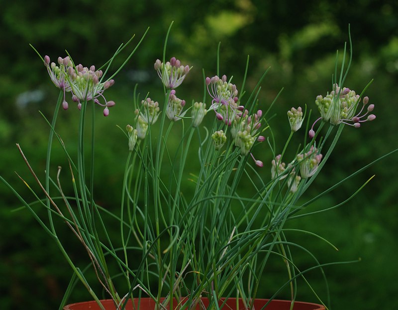 Image of Allium stamineum specimen.