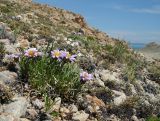 Rhinactinidia eremophila подвид tuvinica