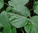 Tilia begoniifolia. Лист с поражениями. Краснодарский край, Сочи, окр. Адлера, широколиственный лес. 29.06.2015.