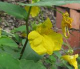 Impatiens noli-tangere