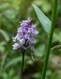 Dactylorhiza fuchsii