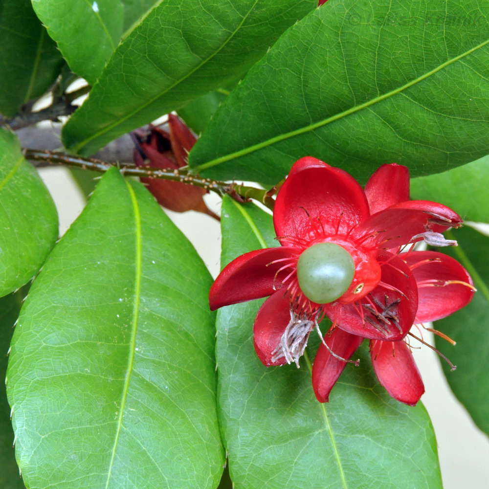 Image of Ochna thomasiana specimen.
